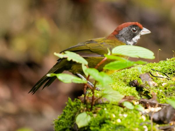 <h3><a href="/trips/costa-rica/biota/animalia/chordata/aves/040 passeriformes/126 emberizidae/arremon crassirostris/arremon crassirostris-nl.html">Arremon&nbsp;crassirostris</a> / Sooty‑faced&nbsp;finch / Dikbekstruikgors</h3>OM-1 Mark II met OLYMPUS M.150-400mm F4.5, 1/200 sec  bij F4.5, ISO 10000, afstand 7.12&nbsp;m